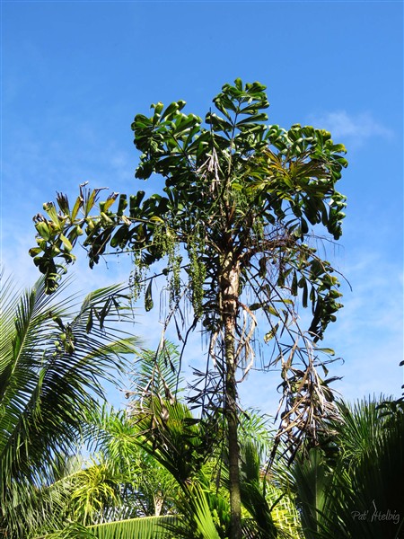 Le Dypsis pinnatifrons un bien curieux palmier qui depuis un an s'est retrouvé en plein soleil suite à la coupe de 2 cocotiers!.jpg