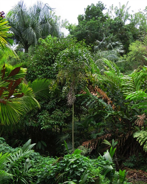 Le Dypsis pinnatifrons originaire de Madagascar peut supporter le plein soleil une fois adulte. Avant il faut vraiment qu'il soit sous le couvert..jpg