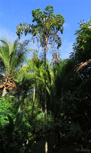 Le Dypsis pinnatifrons planté en mars 2010. Un stipe fin mais robuste!.jpg