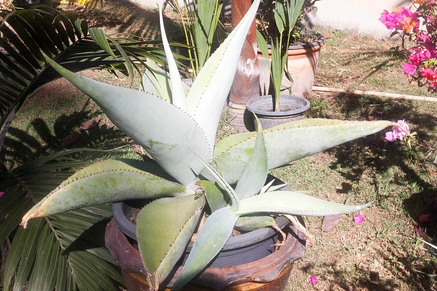 Agave guiengola