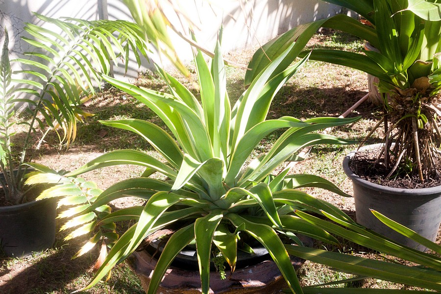 Agave desmettiana