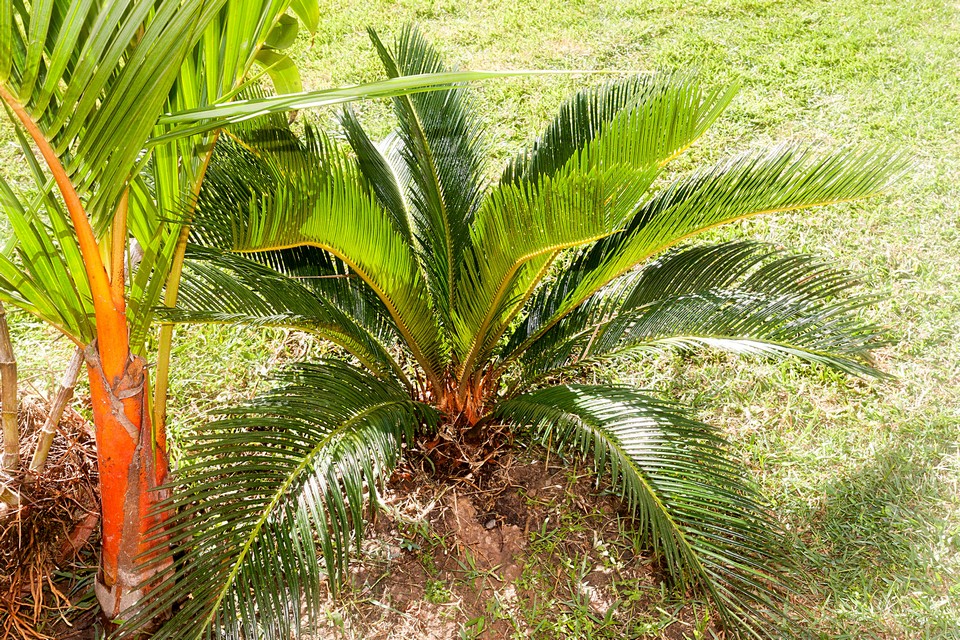 Cycas siamensis