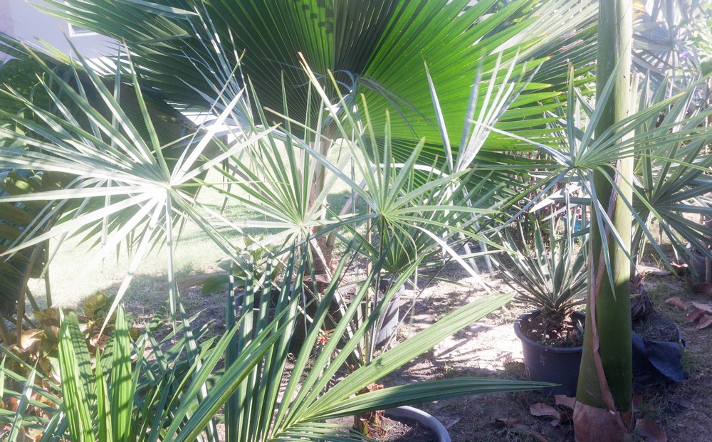 Copernicia prunifera ou alba