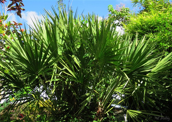 Un Serenoa repens palmier robuste originaire de Floride dont la pulpe des fruits déjà utilisée par les améridiens sert de nos jours à élaborer le médicament contre l'hypertrophie de la prostate..jpg