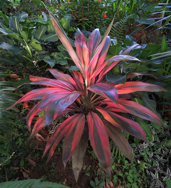 un rayon du soleil de fin d'après-midi enflamme cette  Cordyline terminalis..jpg