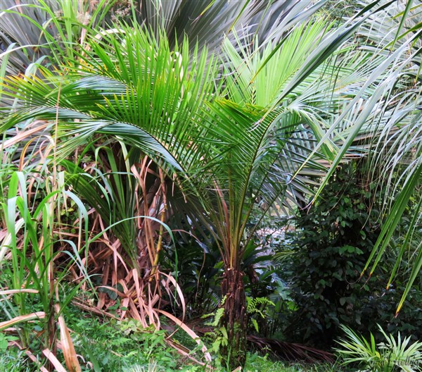 Originaire des forêts cotières du Brésil, le Syagrus schizophylla planté en novembre 2013 pousse assez lentement aussi!.jpg