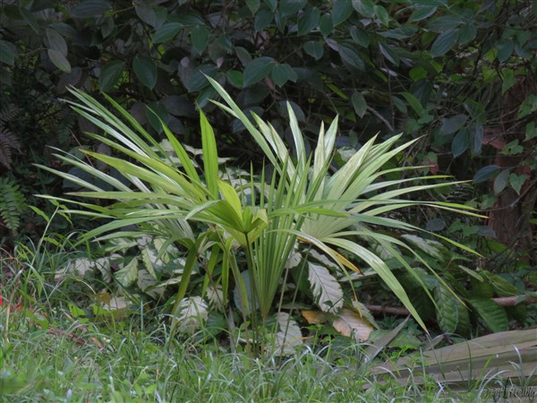 Planté en février 2014 le Schippia concolor est le roi de la lenteur!.jpg