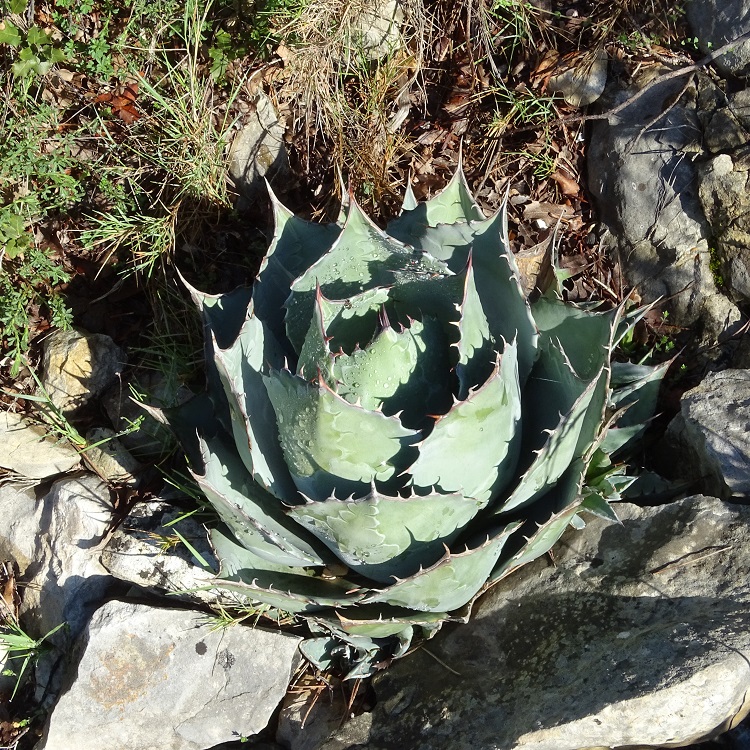 Agave oui mais encore....JPG