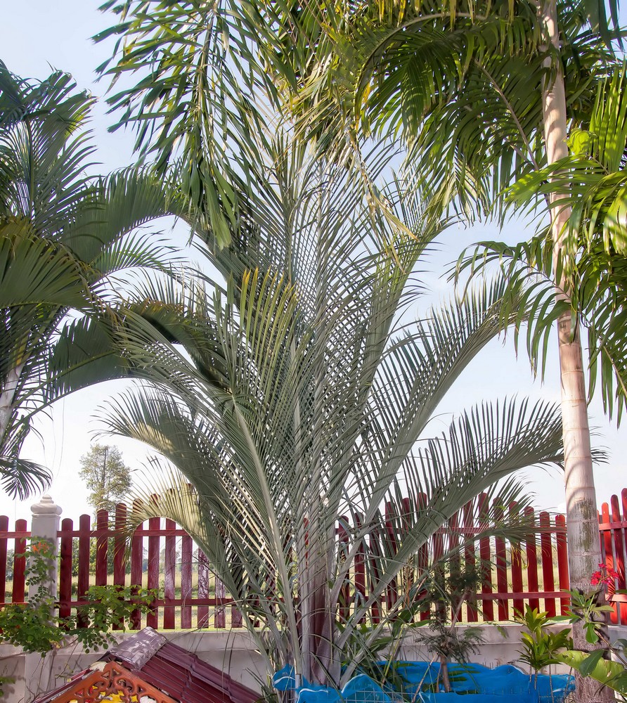 Dypsis decaryi