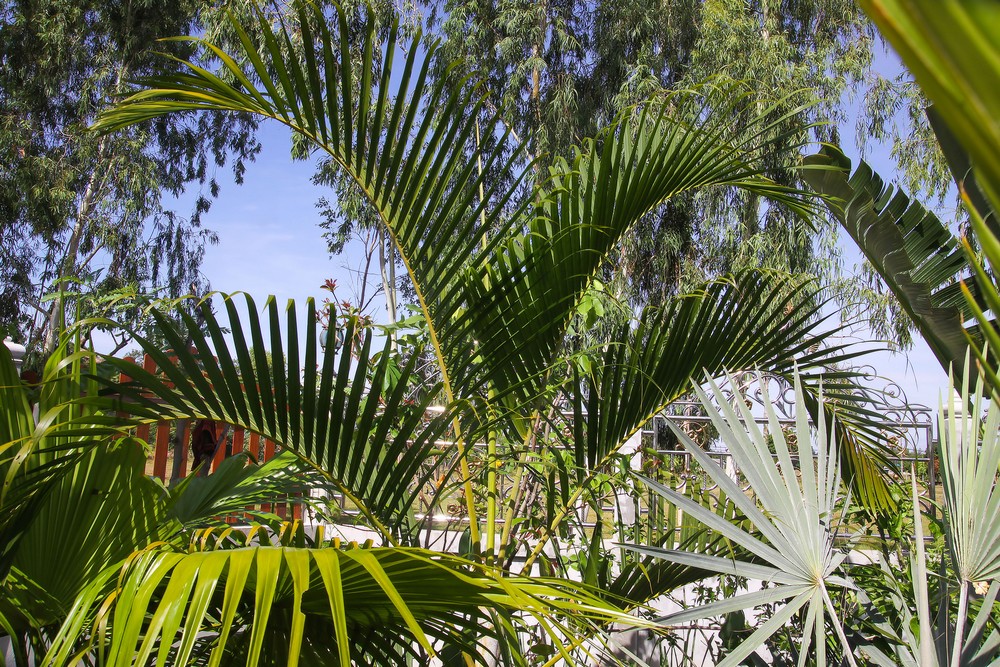 Dypsis lutescens