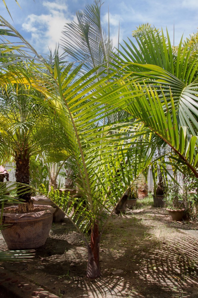 Dypsis leptocheilos