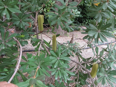 Banksia integrifolia à Ponteilla.jpg