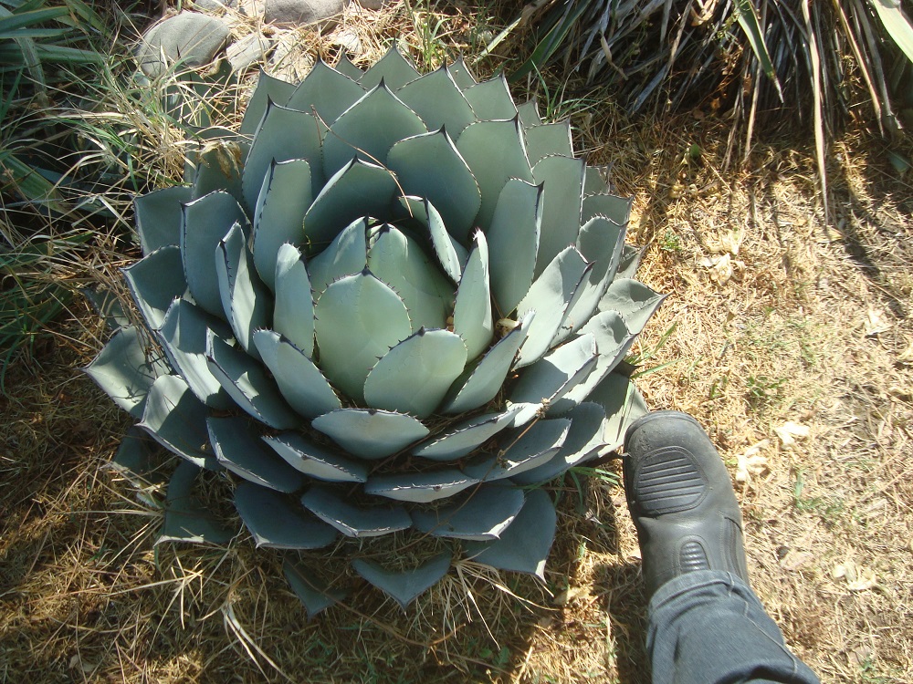 Giratoire Agave.JPG