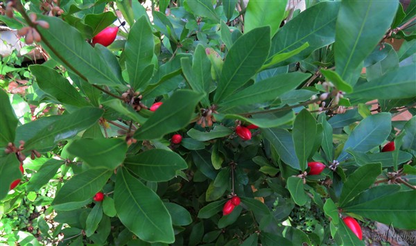 Le fruit rouge vif qui ressemble au fruit du caféier..jpg