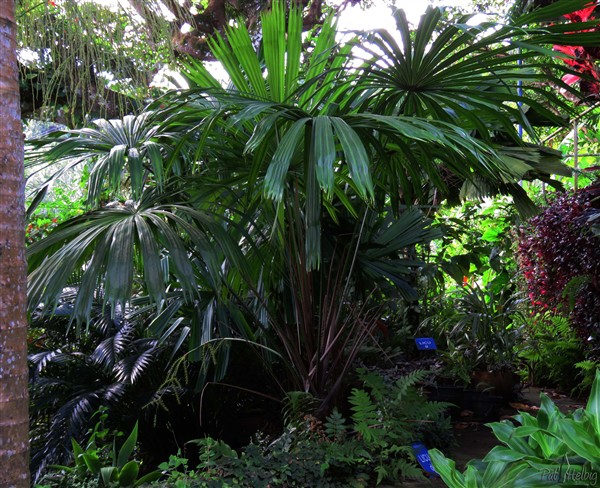 Le Licuala distans a sa première inflorescence  7 ans après sa plantation!.jpg