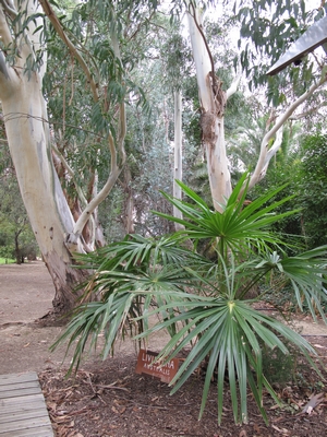 Livistona et Eucalyptus à Ponteilla.jpg