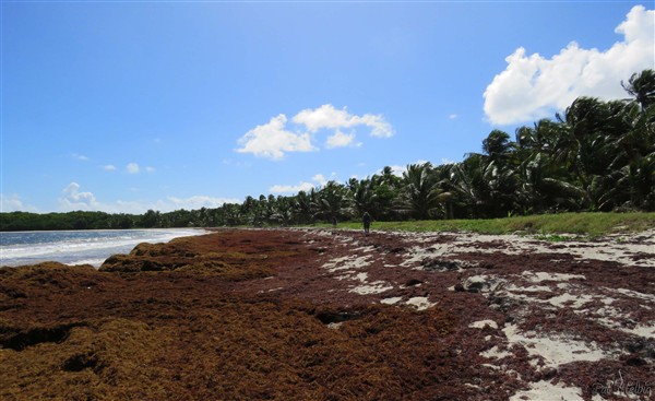 Un barrage compacte d'algues tout le long de la Grande Anse Macabou!.jpg
