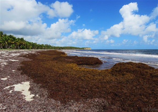 L'immense plage de l'anse Grand Macabou envahi périodiquement par les sargasses depuis quelques années!.jpg