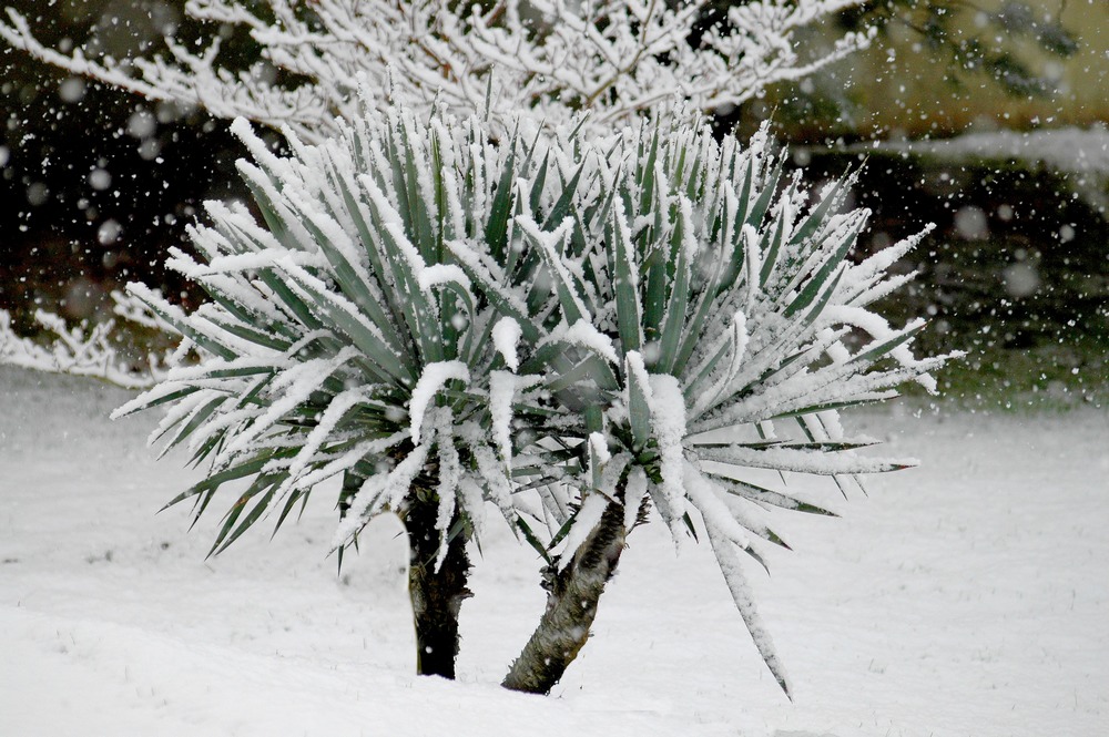 Yucca gloriosa