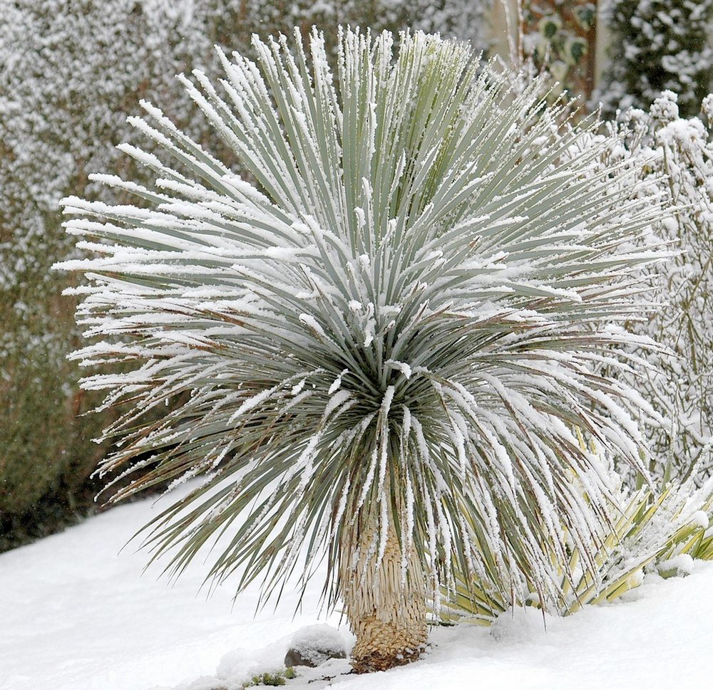 Yucca rostrata