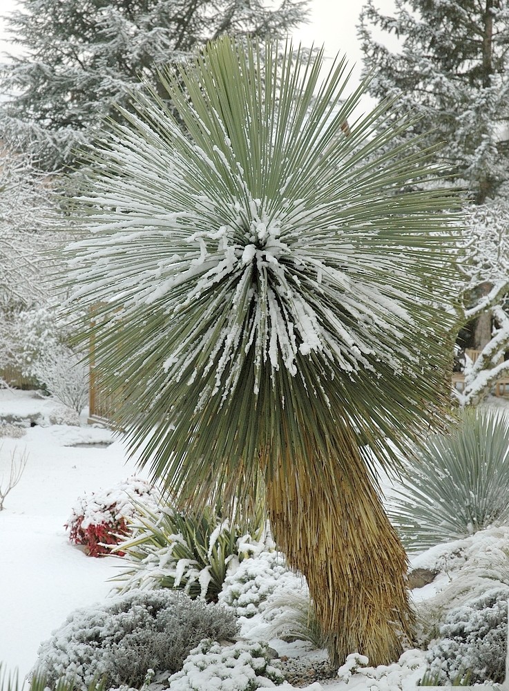 Yucca linearifolia