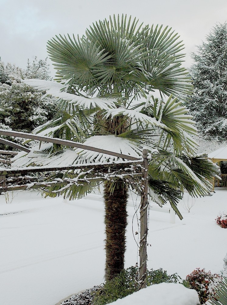 Trachycarpus fortunei