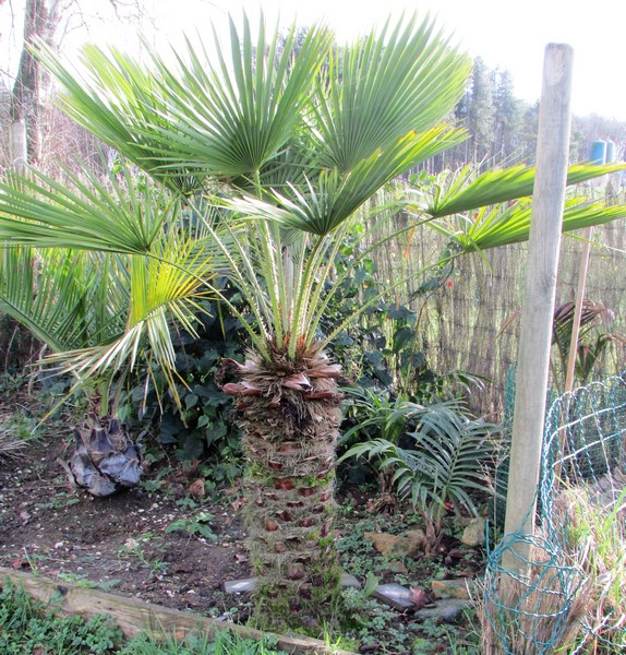 chamaerops humilis monocaule (Copier).JPG