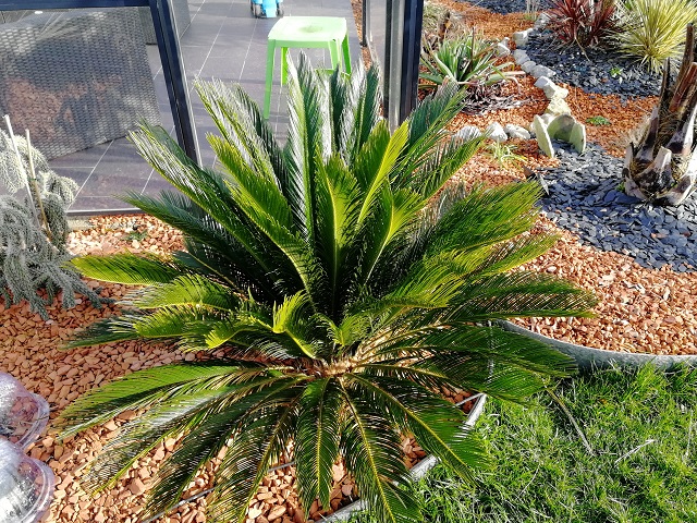 cycas 1er hiver