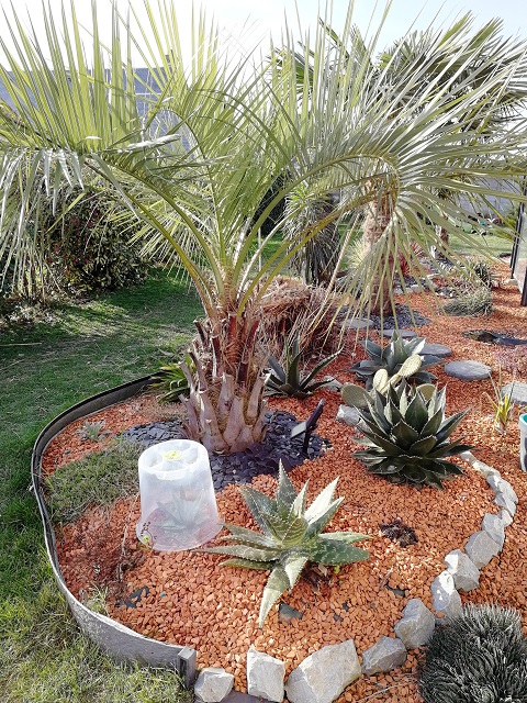 butia odora