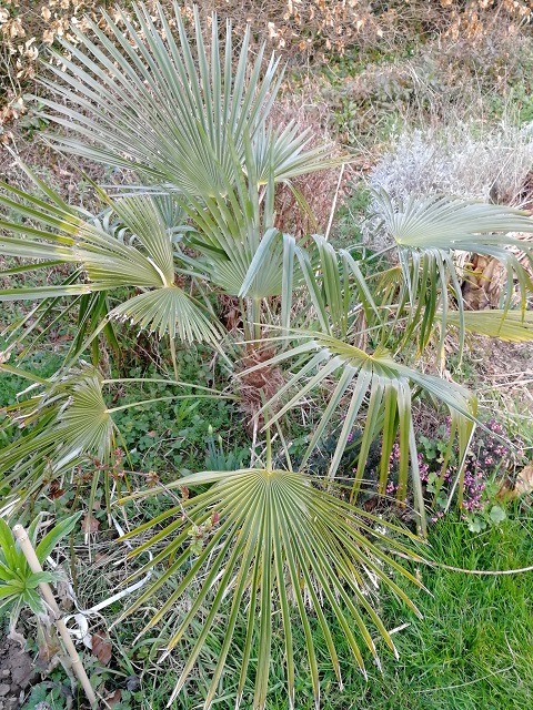 trachycarpus princeps hybride new forme 2sd hiver