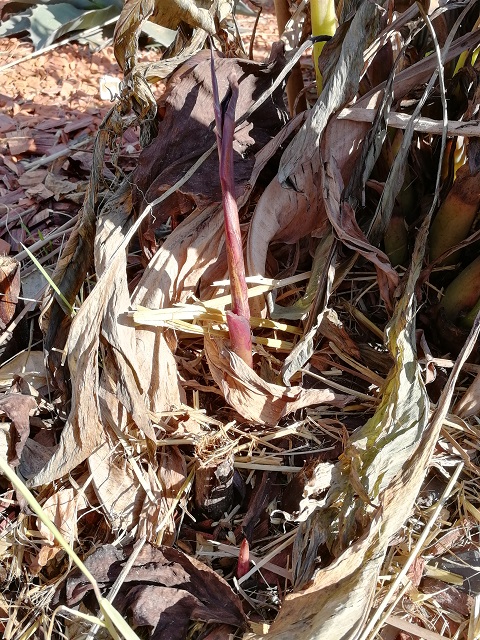 cannas tropicanas black qui semblent vouloir reprendre