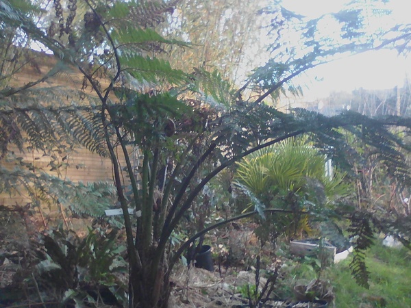 Hybride Cyathea australis