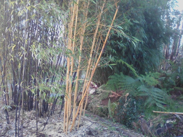 Phyllostachys nigra et aureosulcata aureocaulis et Cyathea australis