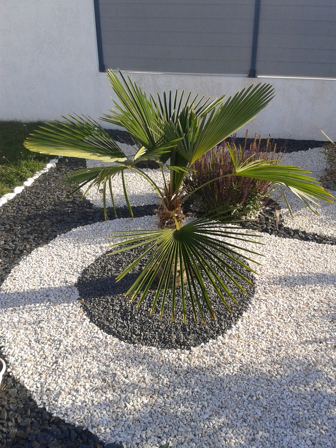 09-08-2018 palmier trachycarpus fortunei ( planter le 05.08.2017 ) (Copier).jpg