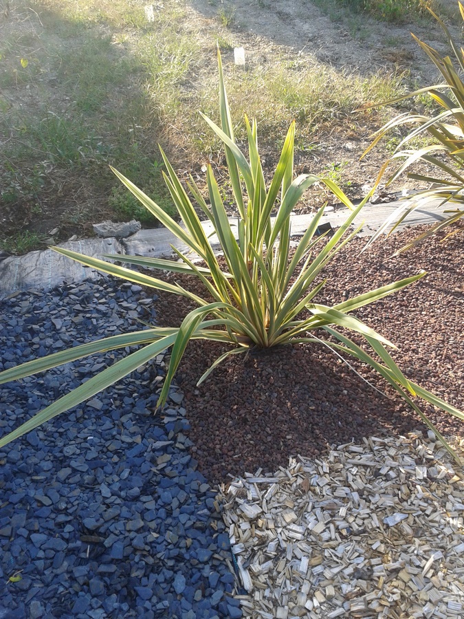 09-08-2018 phormium panacher vert creme ( planter le 27-04-2018 ) dans massif derriere (Copier).jpg