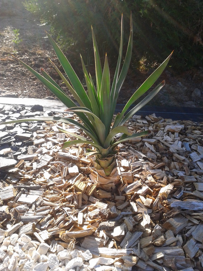 petit yucca (fred) dans masif (Copier).jpg