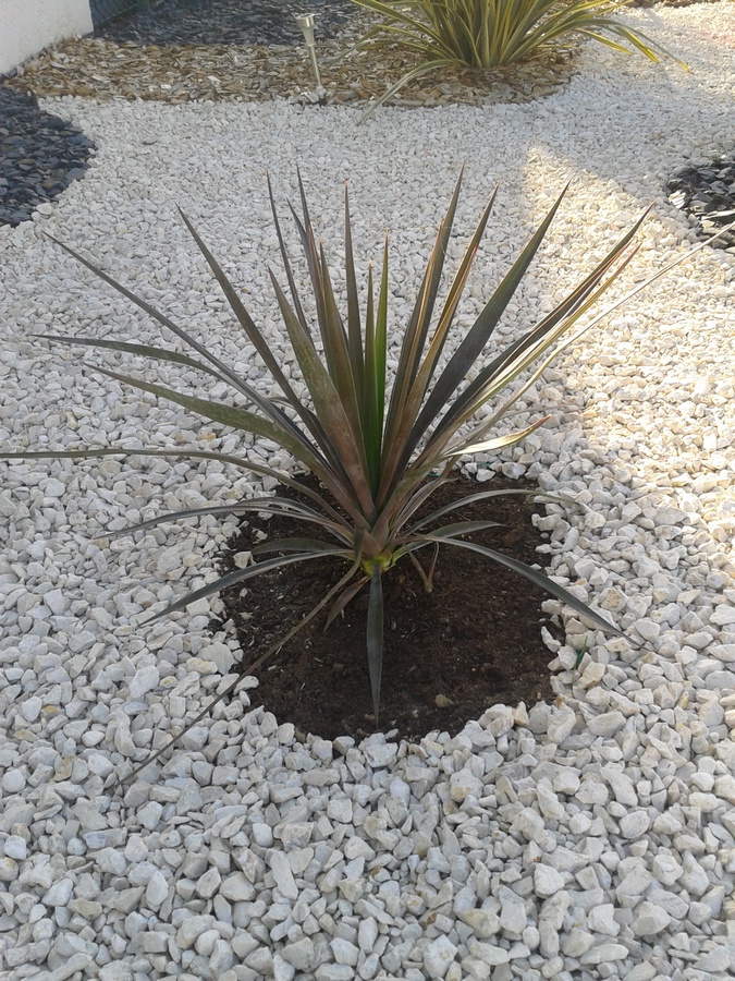 yucca aloifolia (massif (Copier).jpg