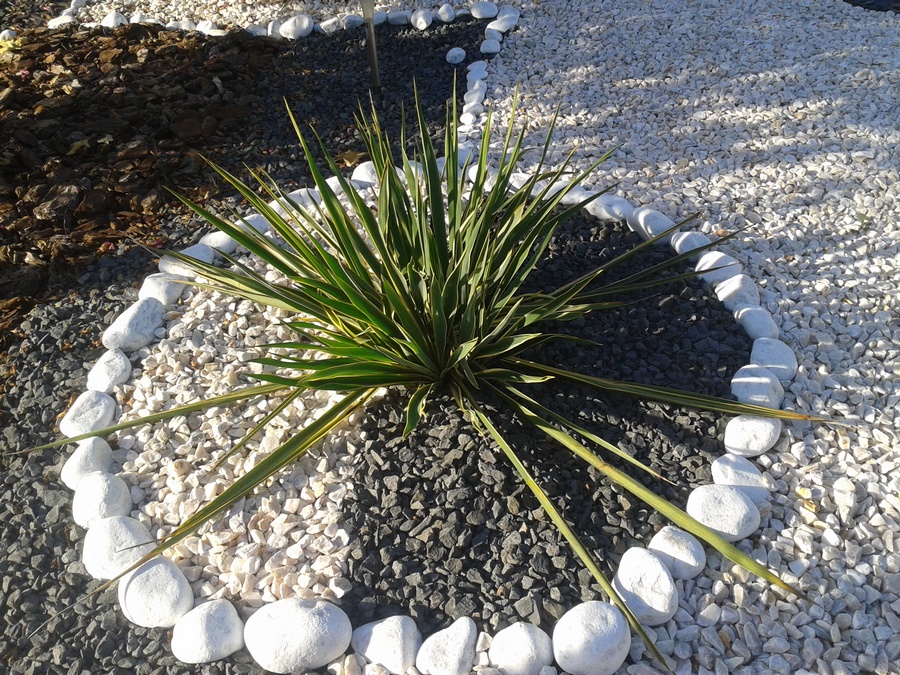 yucca bright edge (planter le 24 octobre 2017) dans massif (Copier).jpg