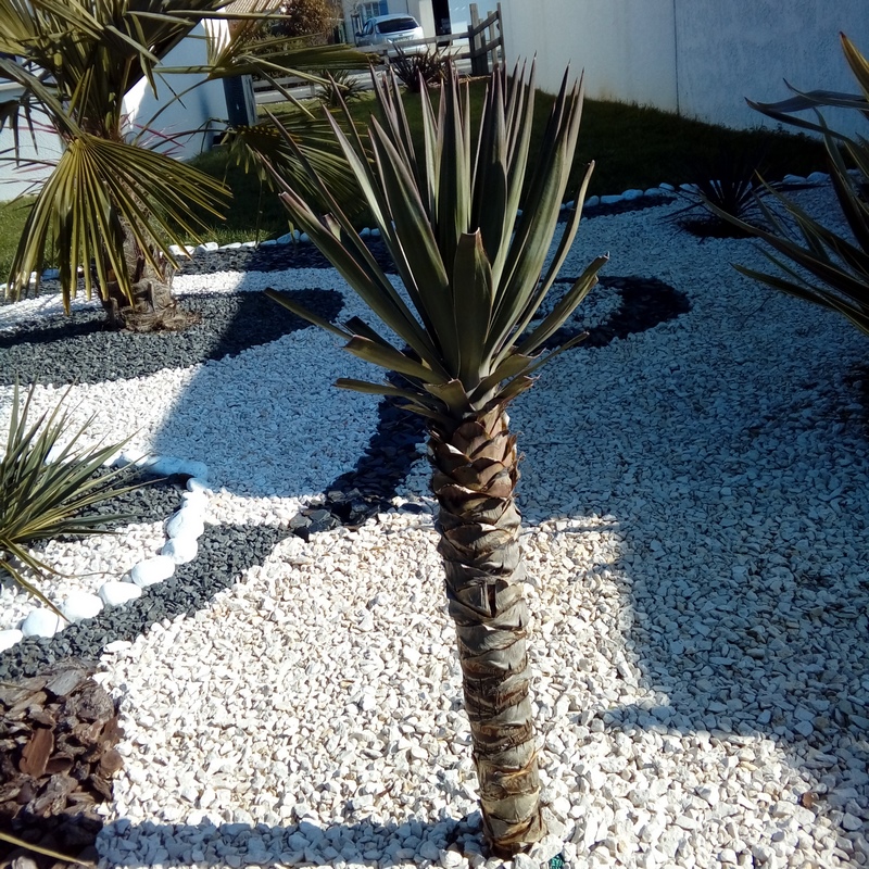 25-02-2019 grand  yucca (fred) dans massif (Copier).jpg