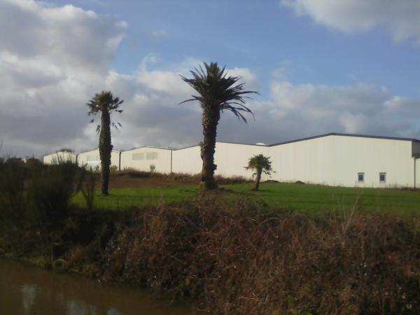 Le plus gros Phoenix canariensis du secteur pas le plus beau mais 8-10 m de stip ^^