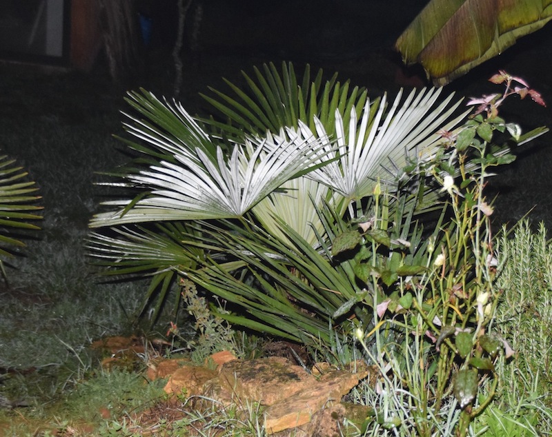 Trachycarpus Kumaon.jpg