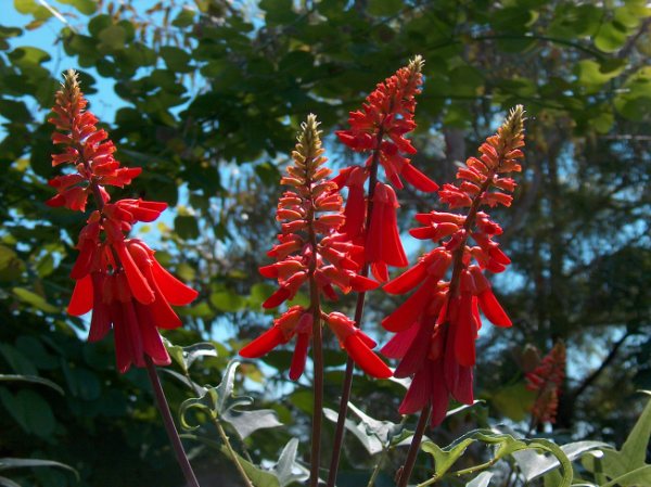 erythrina_humeana.jpg