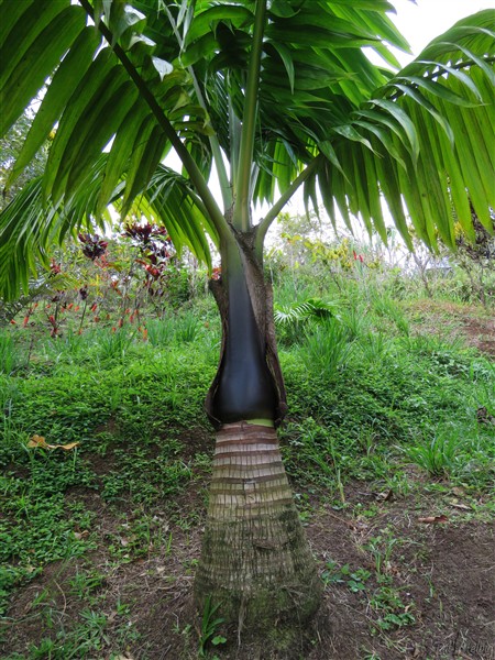 Le manchon foliaire du Neoveitchia storckii, mon beau palmier des îles Fidji..jpg