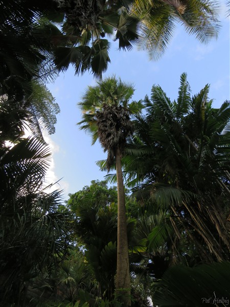 Premières inflorescences du Washingtonia robusta planté en décembre 2004!.jpg