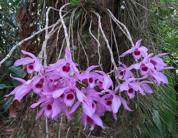 Sur un manguier un bouquet d'orchidées très odorant!.jpg