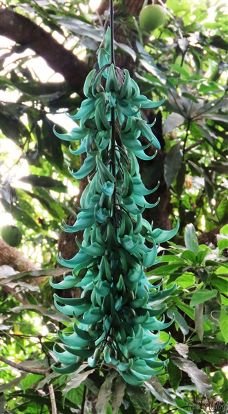 En ce moment les inflorescences de la liane de jade et leur couleur ineffable enrichissent le jardin!.jpg