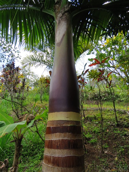 Un manchon foliaire à croquer comme du chocolat!.jpg