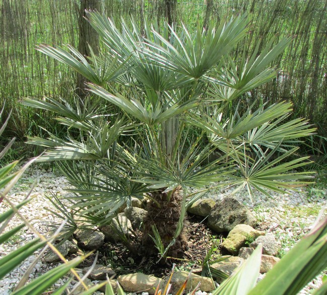 chamaerops humilis cerifera (Copier).JPG