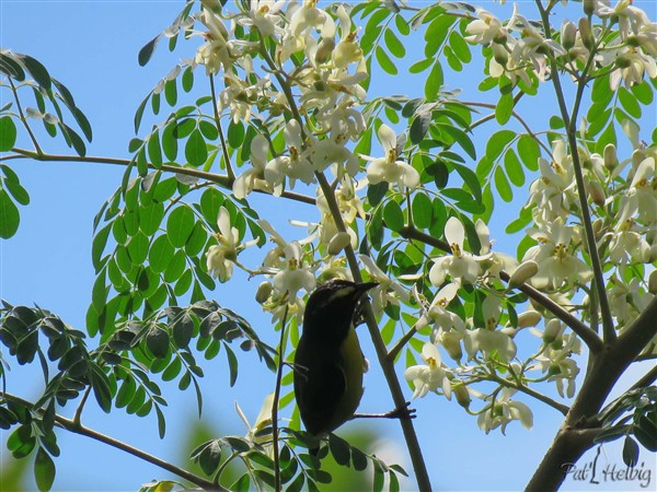 Les oiseaux sont fous du nectar de ses fleurs et pour l'humain tout est bon dans cet arbre!! Personnellement je fais de la poudre avec les feuilles séchées qui me sert de complément alimentaire..jpg