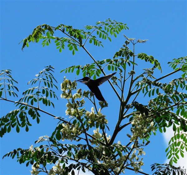 Arbre du jardin, le Moringa oleifera est un arbre « miracle », un « arbre de vie » capable d’apporter des effets bénéfiques sur 300 maladies. Il a été introduit aux Antilles par les indoux..jpg